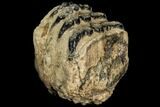 Partial Southern Mammoth Molar - Hungary #111859-4